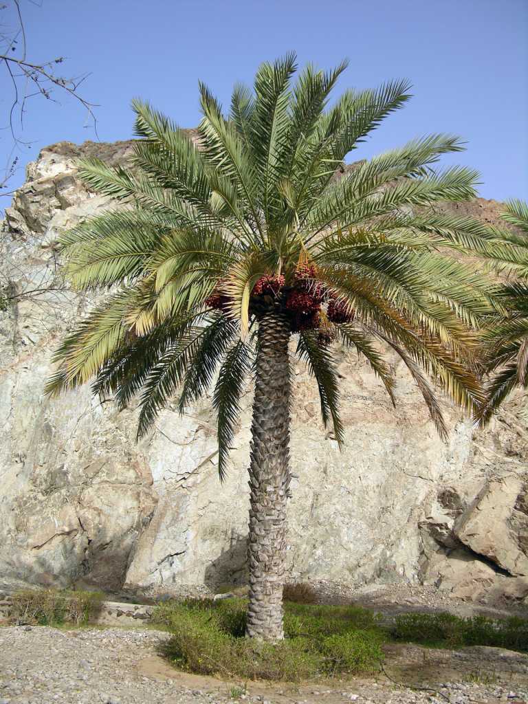Muscat 03 Mutrah 03 Date Palm Tree We sought the shade of some palm trees and looked up to see large clumps of dates. The Date Palm is a medium-sized tree, 15-25m tall, extensively cultivated for its edible fruit.